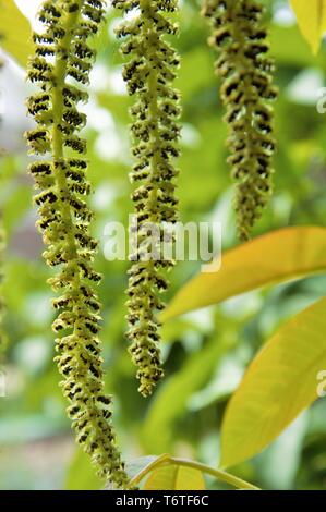 Catkins hanging from a walnut tree in spring in a garden in Nijmegen the Netherlands Stock Photo