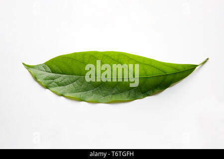 Single green avocado tree leaf isolated on white background Stock Photo