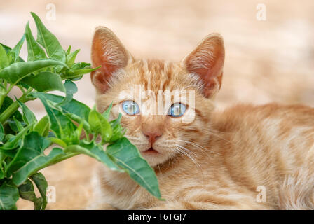 Cute red tabby baby cat kitten stares with wide colored blue eyes and watching with amazed expression, portrait, Aegean island, Cyclades, Greece Stock Photo