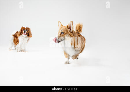 Spaniel puppy playing in studio with the corgi. Cute doggy or pet on white background. The Cavalier King Charles. Negative space to insert your text or image. Concept of movement, animal rights.