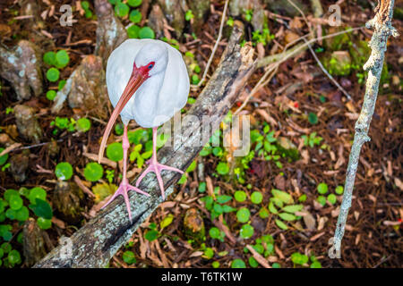 A natural white Ibis in Orlando, Florida Stock Photo