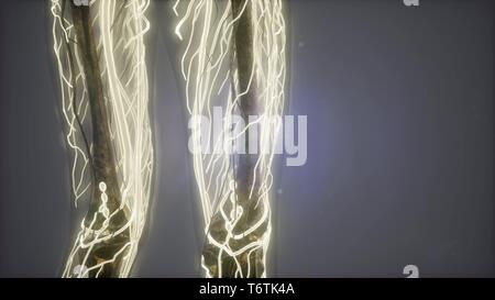 science anatomy scan of woman heart and blood vessels glowing Stock Photo