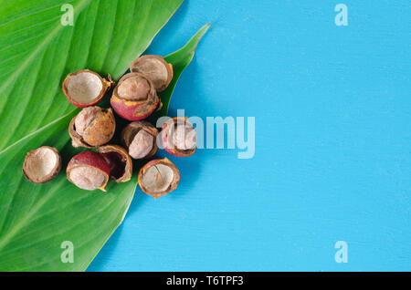 Corozo fruit on blue background. Bactris guineensis. Space to copy. Stock Photo