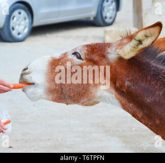 Detail of wild donkey head taken with a human hand that is feeding the animal with carrots. Taken in Dipkarpaz, Karpas Peninsula, Turkish Northern Cyprus. The adorable animals are local attraction. Stock Photo