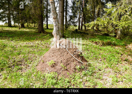 Big anthill in the forest. Stock Photo