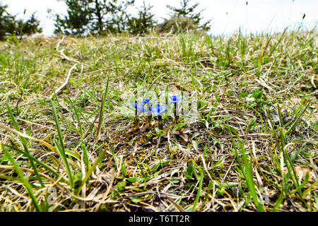 Spring blue gentians in the green grass. Stock Photo