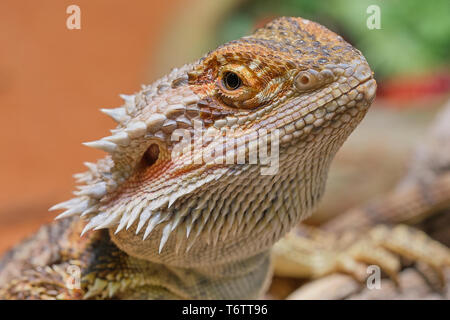 portrait macro photo of a female bearded dragon in its terrarium Stock Photo
