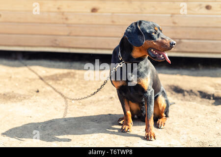 Young german hunting terrier dog on chain at home backyard on bright sunny day. Purebred adorable Jagdterrier  puppy. Stock Photo