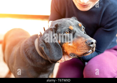 Femalel owner hugging with young german hunting terrier dog outdoors on bright sunny day. Purebred adorable Jagdterrier puppy. Stock Photo