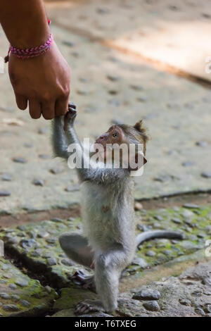 Monkey in forest park in Ubud - Bali Indonesia Stock Photo