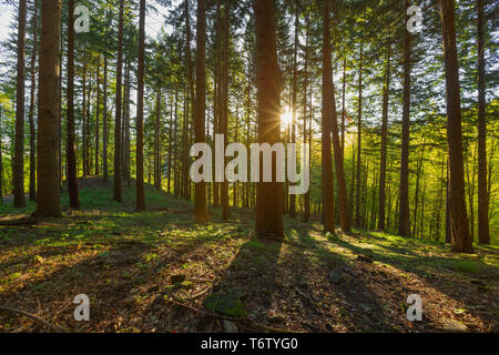 Pine forest with sun rays in spring Stock Photo