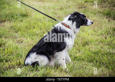 Shepherd dog on pasture Stock Photo