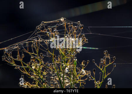 Deflorate wild flower with cobweb. Stock Photo