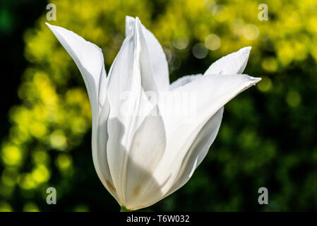 A tulip 'White Triumphator' flower Stock Photo