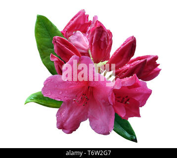 Fresh pink lilies with drops of water on the petals and leaves isolated on white background Stock Photo