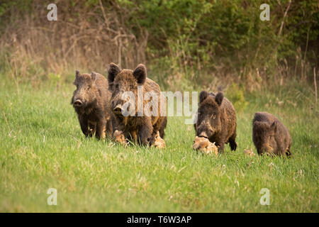 Group of wild boars, sus scrofa, running in spring nature. Stock Photo