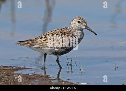 Dunlin (Calidris alpina) adult standing in shallow water  Eccles-on-Sea, Norfolk, UK              May Stock Photo