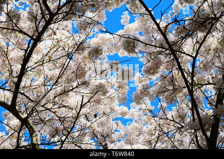amsterdam park - white cherry blossoms & blue sky.spring 2019. Stock Photo