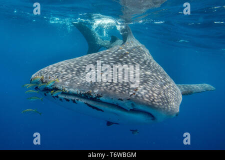 whale-shark-rhincodon-typus-and-golden-trevally-gnathanodon