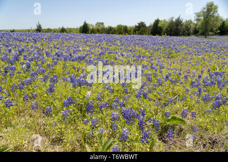 Bluebonnets in Ennis Texas Stock Photo