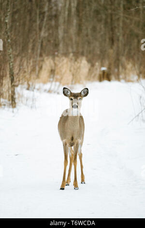 Straight on view of a White-Tailed Deer in the forest during winter Stock Photo