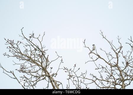 Straight on view of a Northern Shrike bird sitting on a tree branch Stock Photo