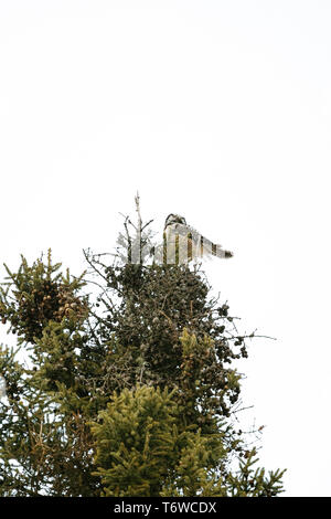 View from below of a Northern Hawk Owl sitting on top of a pine tree Stock Photo