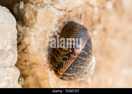 This is a close capture for a snail which stick on white wall made of stones Stock Photo