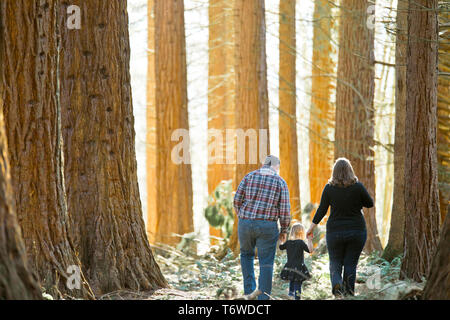 Father and Mother walk through the forest with their daughter. Stock Photo