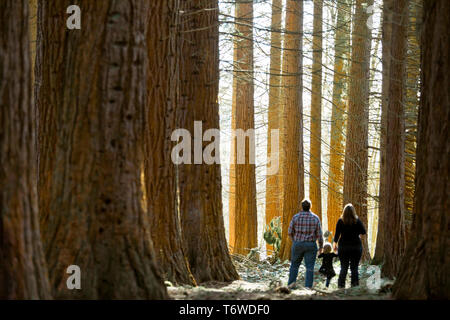 Selective focus of a family of three standing in the forest Stock Photo