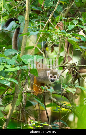 Squirrel monkey, Saimiri, Peperpot Nature Park, Suriname Stock Photo