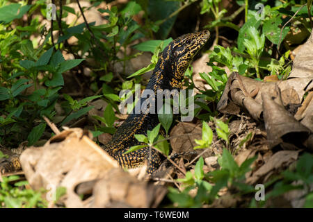 Golden tegu, Tupinambis teguixin, Peperpot Nature Park, Suriname Stock Photo