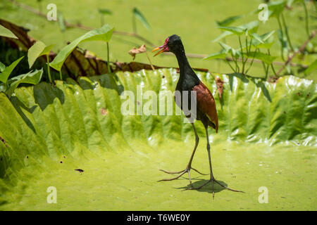 Wattled jacana, Jacana jacana, Fort Nieuw Amsterdam, Suriname Stock Photo