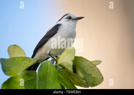 Pied water tyrant, Fluvicola pica, Plantage Frederiksdorp, Commewijne district, Suriname Stock Photo