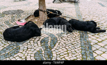 Adorable black lab mix black Labrador dogs asleep on the street in Aveiro, Portugal, despite activity all around them. Stock Photo