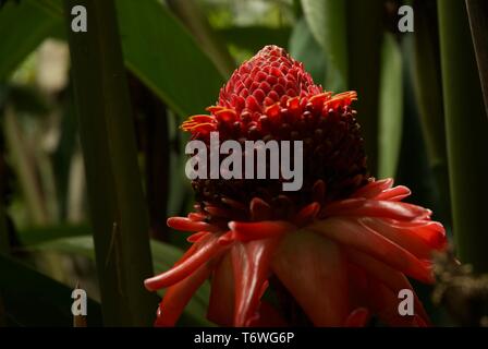 The fire torch ginger has an awesome blooming flower Stock Photo