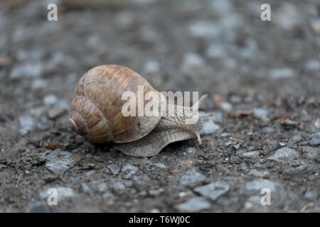 Snail on a dirt road Stock Photo