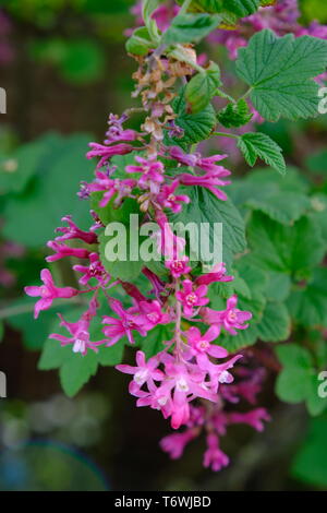 Pink Flowering Currant - Ribes sanguineum Claremont Stock Photo