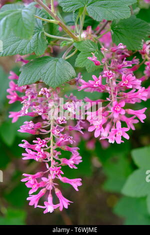 Pink Flowering Currant - Ribes sanguineum Claremont Stock Photo