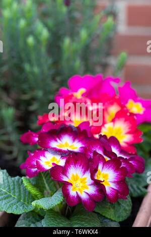 Colorful  Primulas in flower pot outdoor Stock Photo