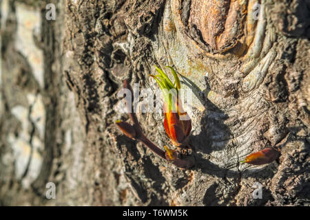 A branch of poplar with blossoming buds on blurred background. Stock Photo