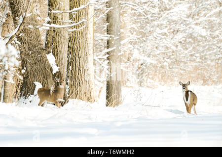 Two white-tailed deer standing in a snowy winter forest Stock Photo