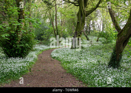 Woodland Path with Wild Garlic in Full Bloom Stock Photo