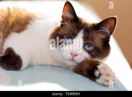 snowshoe cat portrait Stock Photo