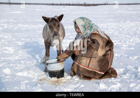 Russia, Yamal-Nenets Autonomous Region, Yamal peninsula, Nenets reindeer herders at camp Stock Photo