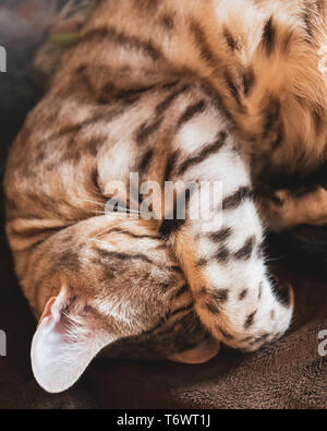 Tired male Bengal cat covering face with paw Stock Photo