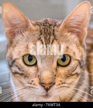 Close up facial portrait of male Bengal cat looking at camera Stock Photo