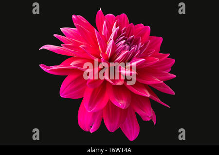 View Of Only Dalia Flower In Color Version On Black BackGround Stock Photo