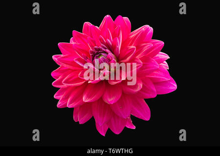 View Of Only Dalia Flower In Color Version On Black BackGround Stock Photo