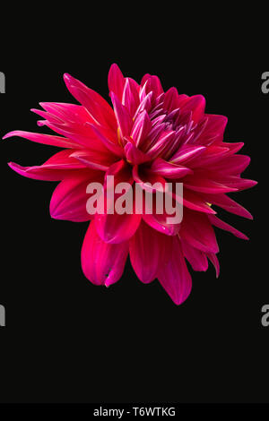 View Of Only Dalia Flower In Color Version On Black BackGround Stock Photo